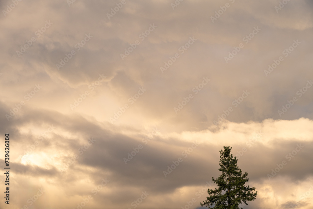 Evening light in a dramatic stormy sky with gray clouds and silhouette of an evergreen tree, as a nature background
