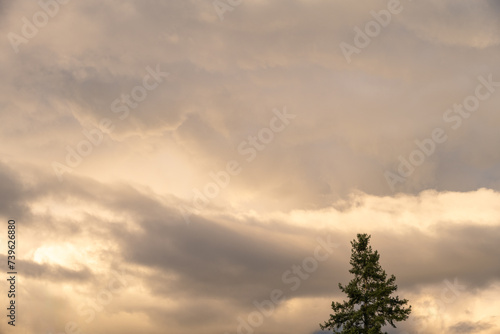 Evening light in a dramatic stormy sky with gray clouds and silhouette of an evergreen tree  as a nature background 