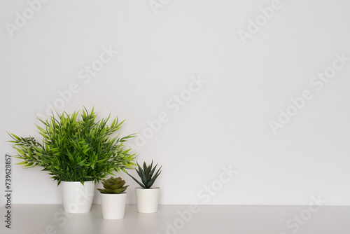  Plants and on a white background. Home minimalist decor