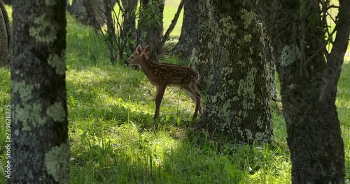 Baby Deer 2 photo