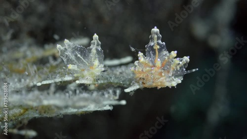  Two nudibranchs sit on the branch of a hydroid growing at the bottom of a tropical sea in a strong current. Red-Speckled Eubranchus (Eubranchus sp.) 20 mm. photo