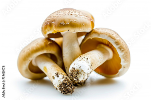 Mushrooms on white, studio advertising light. Background with selective focus and copy space