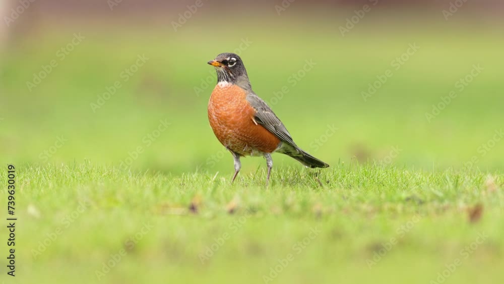 Medium shot of an American Robin, Turdus migratorius, posing for the camera on a green lawn Medium shot of an American Robin, Turdus migratorius, posing for the camera on a green lawn