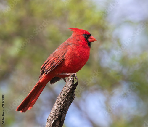 Northern cardinal (Cardinalis cardinalis) at  Bentsen Rio Grande Valley State Park, Mission, Texas © Natalia Kuzmina