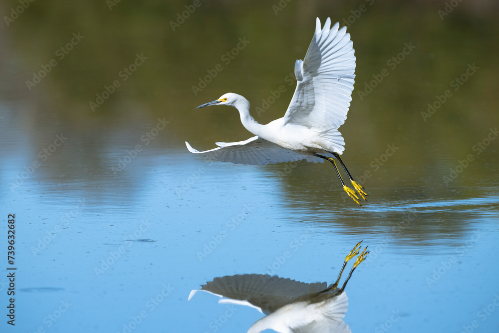 The snowy egret (Egretta thula) flying over blue water at Cullinan Park, Texas with reflection in the water The snowy egret (Egretta thula) flying over blue water at Cullinan Park, Texas with reflection in the water