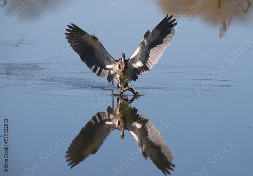 Tricolored heron (Egretta tricolor) hunting in the White Lake with open wings and reflection in water, Cullinan Park, Sugar Land, Texas, USA