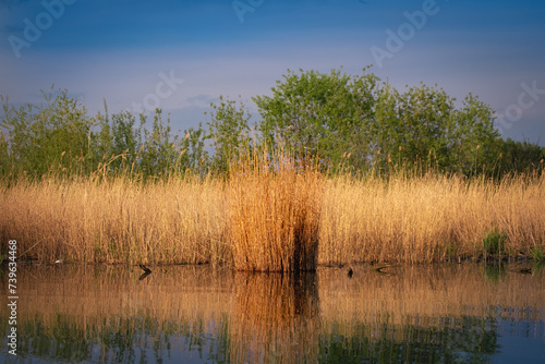 Dry swampy tall grass against a forest background. Wildlife landscape.