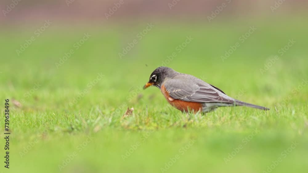 Medium shot of an American Robin, Turdus migratorius, listening and then pulling up a worm and eating it from a green lawn. Early bird gets the worm. Medium shot of an American Robin, Turdus migratorius, listening and then pulling up a worm and eating it from a green lawn. Early bird gets the worm.