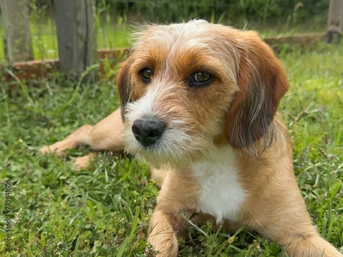 Small, young, Beagle-Terrier mix lying on grass outside and looking at camera 