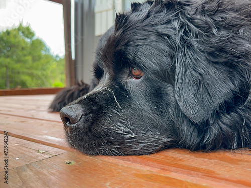 Close-up shot of a big Black Newfoundland Dog lying on a wood porch while staring off in the distance