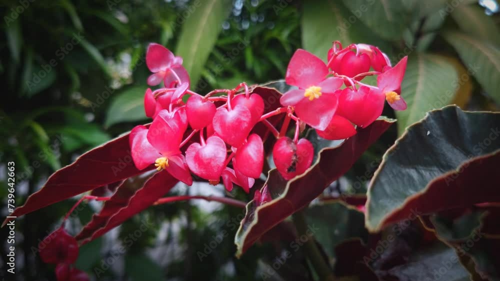 Beautiful red flowers in the shape of a heart are attractive for romantic moments Beautiful red flowers in the shape of a heart are attractive for romantic moments