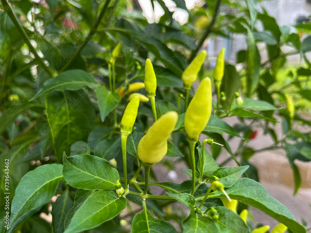 green chilies that grow abundantly in the garden green chilies that grow abundantly in the garden