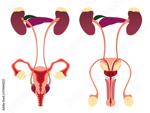 Human male and female reproductive and urinary system diagram, vector illustration