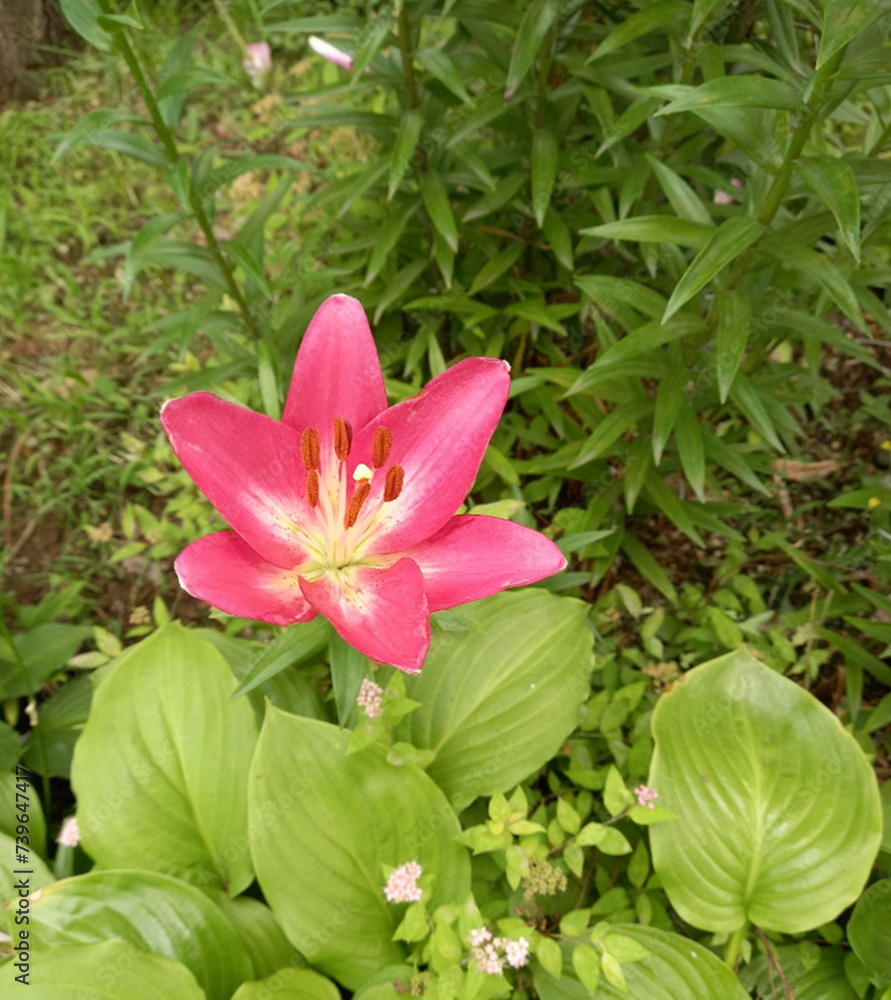 Fototapeta premium pink lotus flower in garden