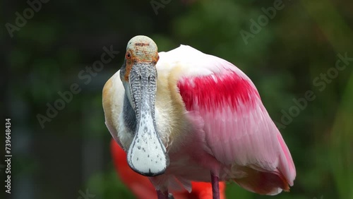 Wild roseate spoonbill, platalea ajaja with striking pink plumage perched in the shallow water, staring straight into the camera, close up portrait shot capturing the features of this bird species. photo