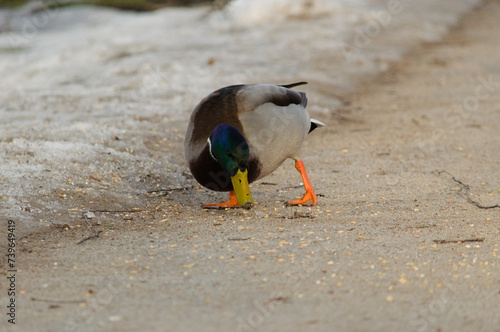 Mallard ducks in winter. Not typical behavior.