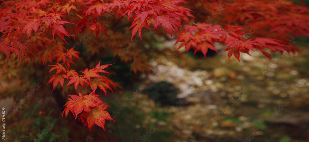Beautiful autumn leaves that turned red in autumn in Japan. Japanese Maple tree called Acer Palmatum Fireglow in bright sunshine. Beautiful autumn leaves that turned red in autumn in Japan. Japanese Maple tree called Acer Palmatum Fireglow in bright sunshine.