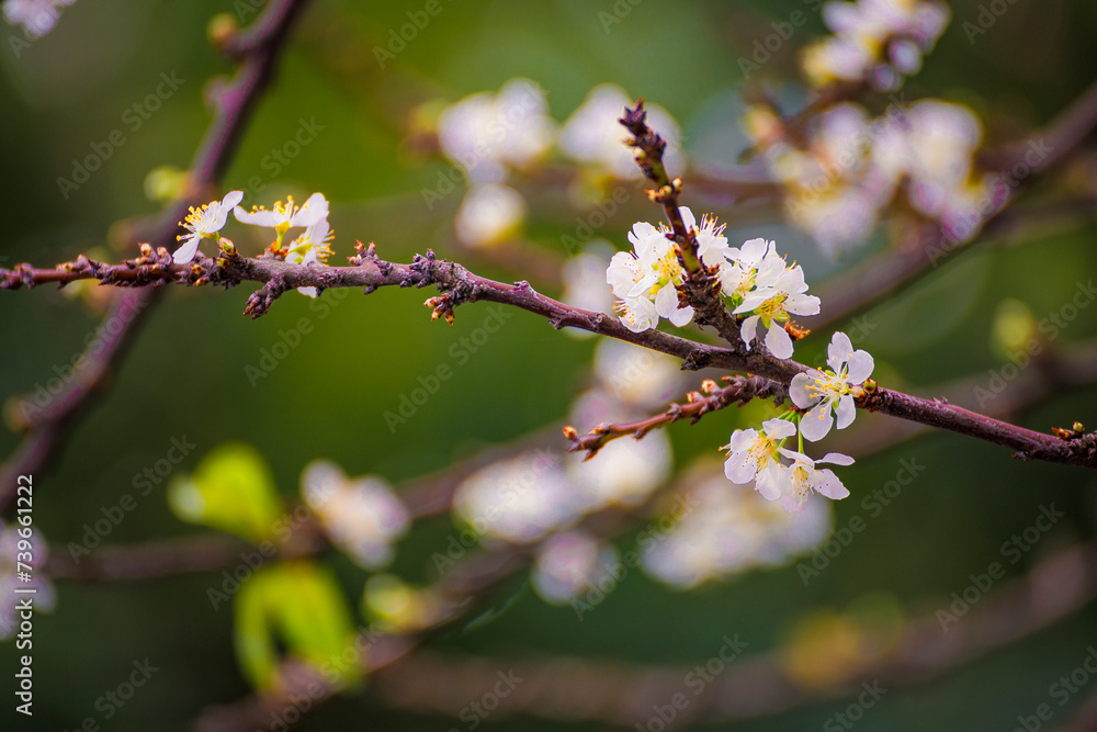 plum blossoms blooming under the warm sunlight plum blossoms blooming under the warm sunlight