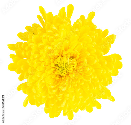 Bright yellow Chinese Chrysanthemum