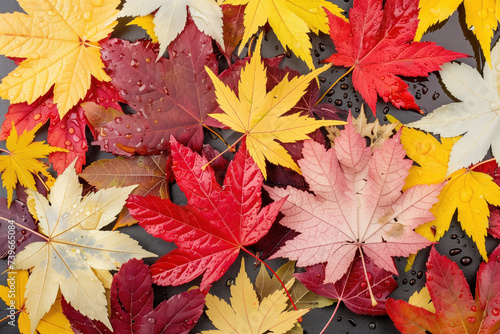 A collection of colorful autumn leaves background. The leaves are of various sizes and colors  including red  yellow  and orange. Concept of warmth and nostalgia