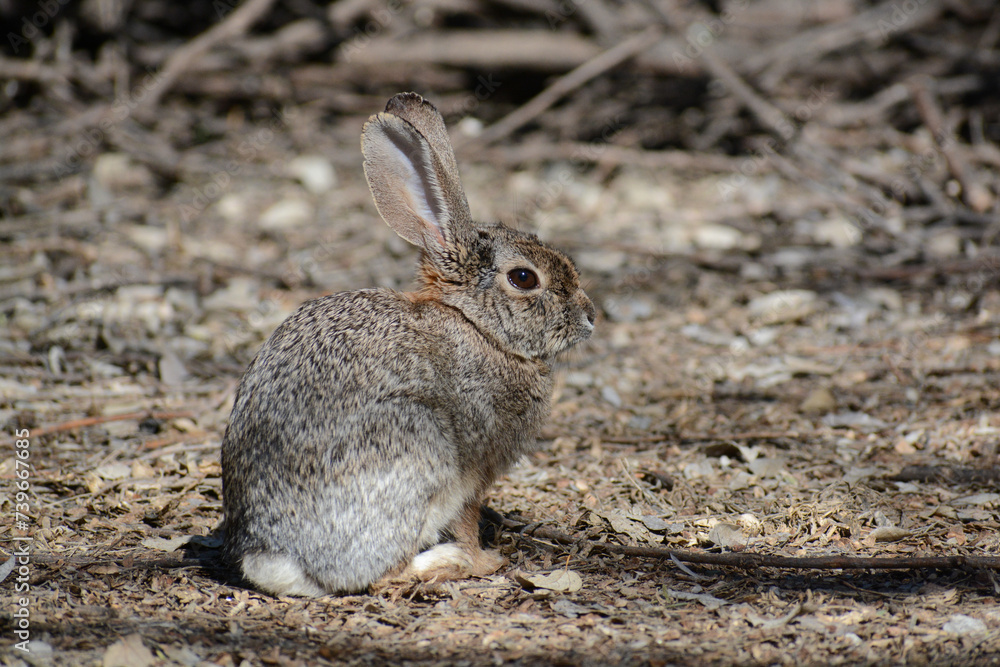 Desert Cottontail rabbit (Sylvilagus audubonii) in the Sonoran Desert near Phoenix, Arizona. Cottontail rabbits are native North American wildlife and are herbivores. Desert Cottontail rabbit (Sylvilagus audubonii) in the Sonoran Desert near Phoenix, Arizona. Cottontail rabbits are native North American wildlife and are herbivores.