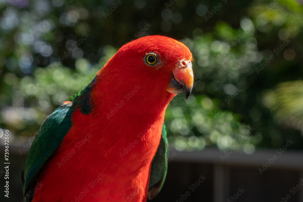 Obraz premium Australian King Parrot in Garden