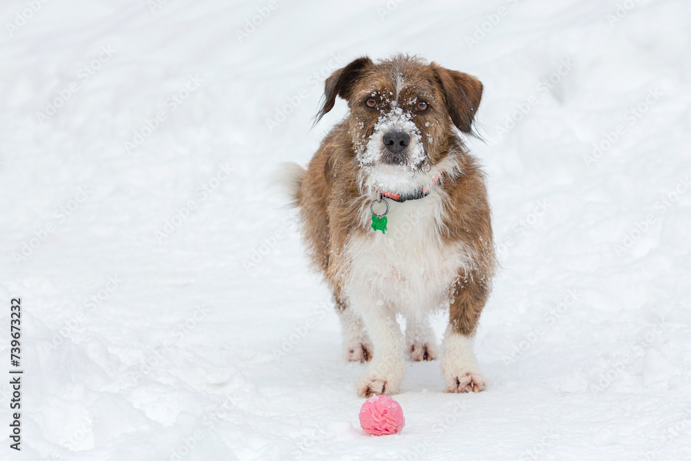 A dog of an indeterminate breed is playing in a winter park in a snowy clearing.  
