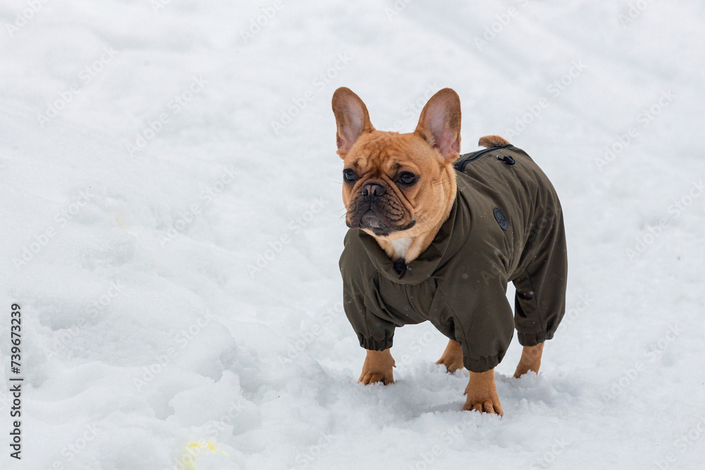 Funny French bulldog on a walk in a snowy park.
