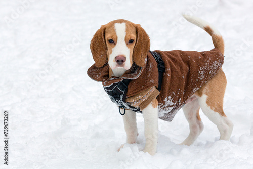 Fototapeta Naklejka Na Ścianę i Meble -  A young dog of the Beagle breed is having fun in the snow in winter.