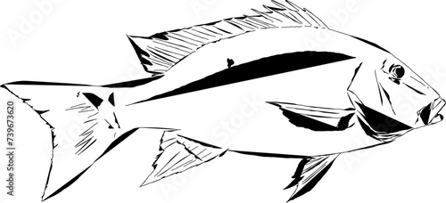 Mutton Snapper Outline