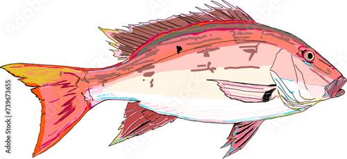 Full Colored Mutton Snapper Fish