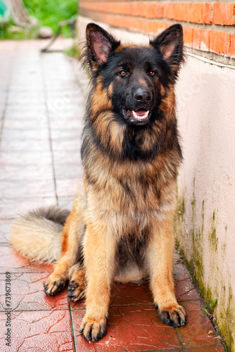 A long-haired German Shepherd sits in the yard of the house in close-up