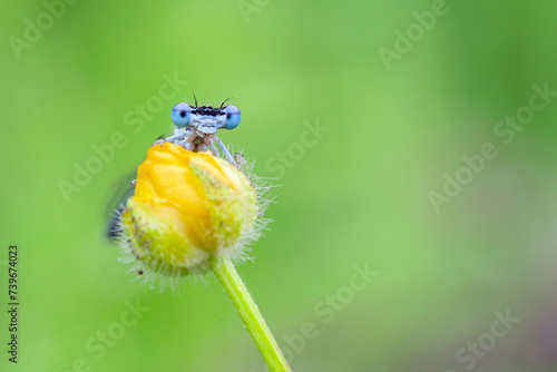 A blue dragonfly is sitting on a flower in a meadow. Insect dragonfly close-up macro