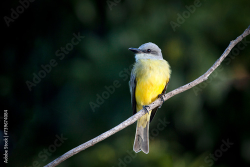 Western kingbird, a fairly-large flycatcher with a large head and broad shoulders.. 
