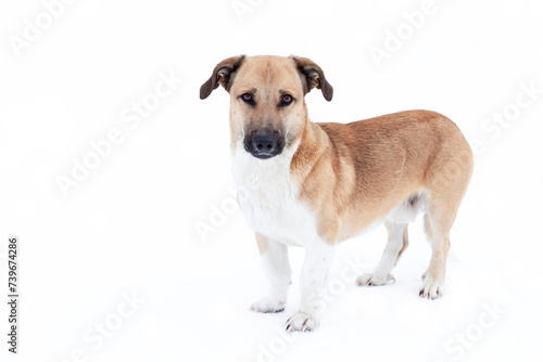 A mongrel dog is depicted in close-up on a white background.
