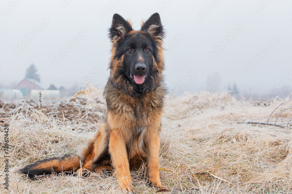 A long-haired German Shepherd sits in a field against a foggy background