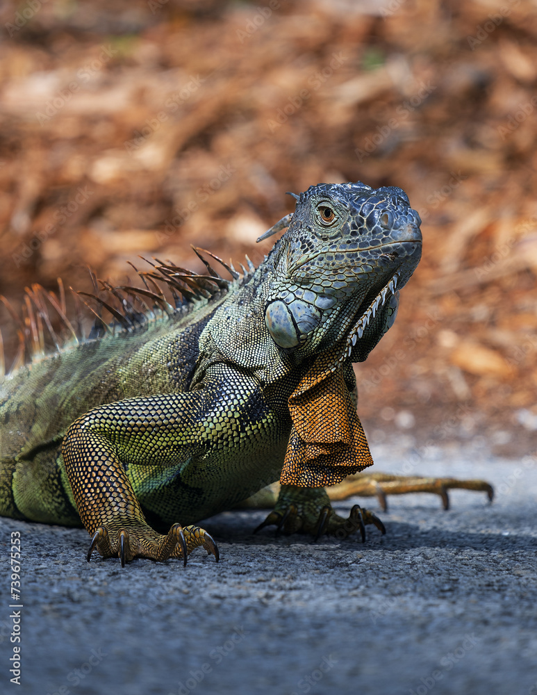 Obraz premium Iguana
