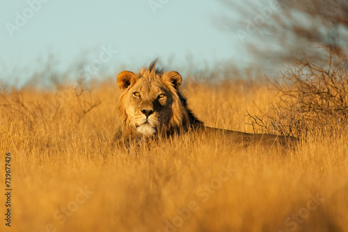 Big male African lion (Panthera leo) in early morning light, Kalahari desert, South Africa.