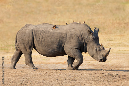 A white rhinoceros  Ceratotherium simum  with oxpecker birds  Kruger National Park  South Africa.