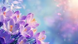 Natural autumn background with delicate lilac crocus flowers on blue sky banner