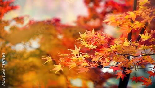 Autumn Maple leaves Landscape with blurred background