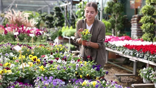 Female customer chooses viola wittrockiana flower in flower shop. High quality 4k footage photo