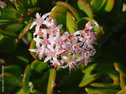 Money tree, or Crassula ovata, flowers photo