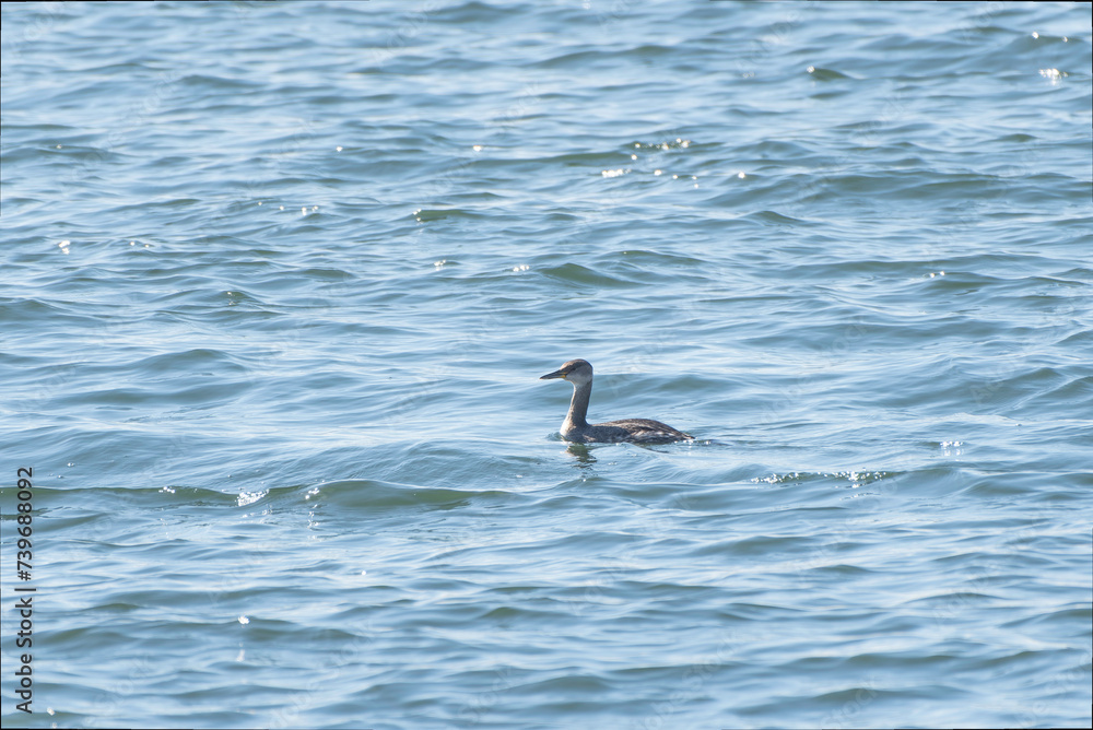 Naklejka premium Red-necked Grebe swimming