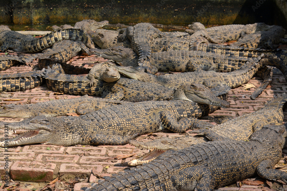 Fototapeta premium Crocodiles farm in Bangladesh in a summer day.Crocodiles in a crocodile farm in Naikkhongchari, Bandarban, Bangladesh