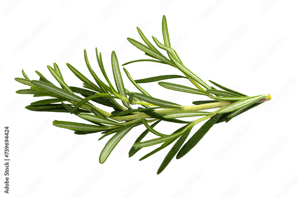 Fototapeta premium Rosemary leaf herbal is spices isolated on a transparent background