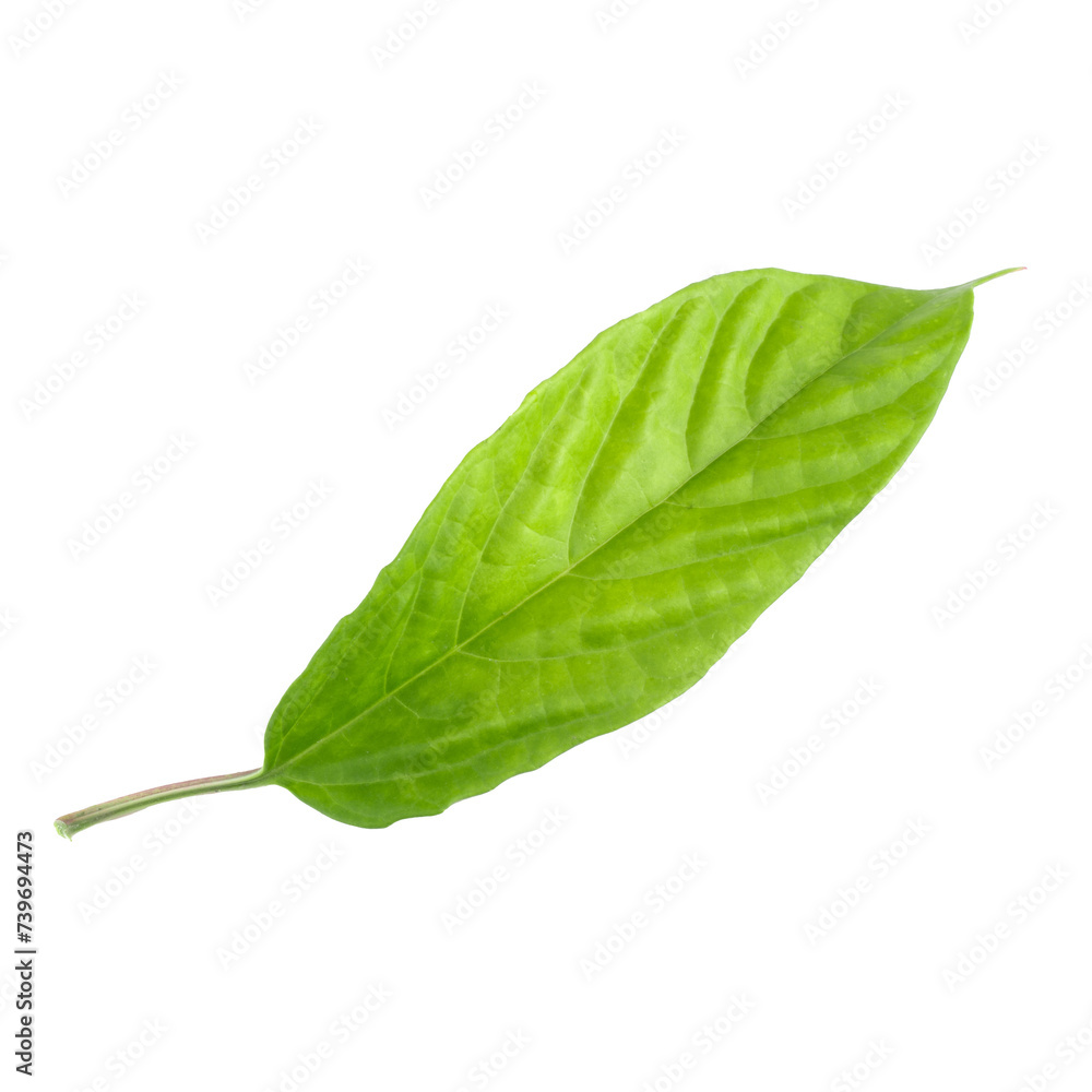 Fototapeta premium Green leaf isolated on alpha background