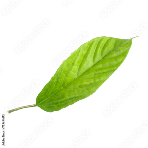 Green leaf isolated on alpha background