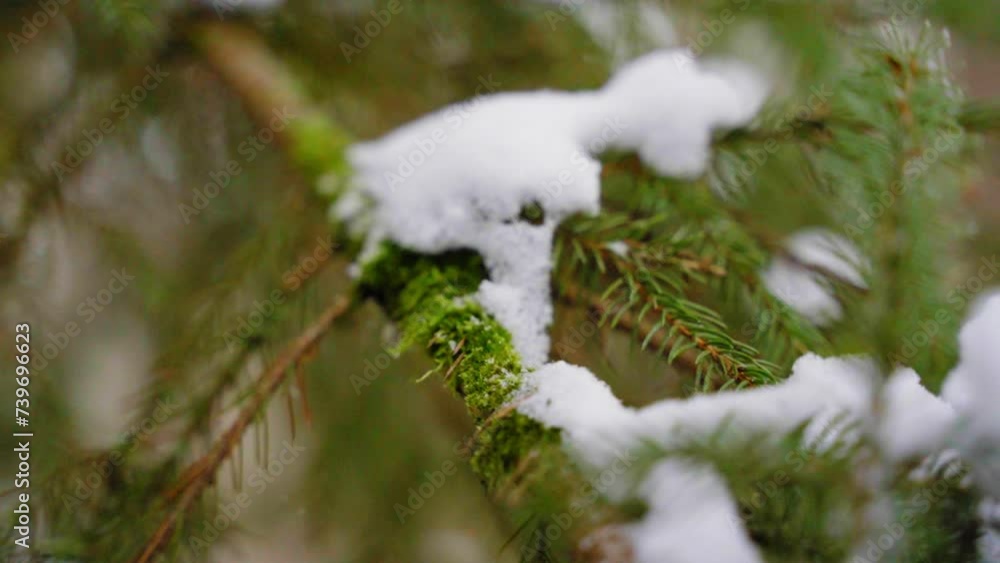 Close-up View Of White Fresh Snow Lying On Green Pine Tree Branch. Soft Focus. Slow Motion Handheld Video.