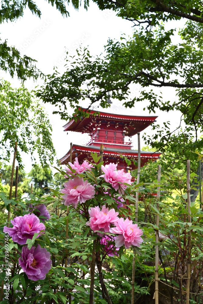 ピンク色の牡丹の花が咲いた境内